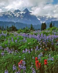 Lupine And Paintbrush In Meadow, Mount Rainder Nationak Park | Obraz na stenu