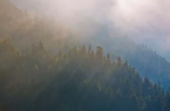 Coastal Forest In Morning Fog, Washington State | Obraz na stenu