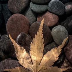 Maple Leaf On Rocks | Obraz na stenu