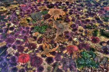 Tide Pool With Marine Life, Salt Creek, Washington State | Obraz na stenu