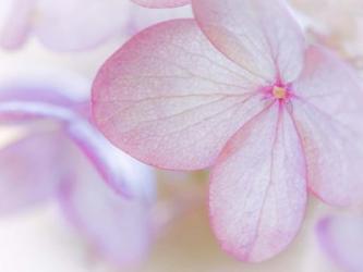 Close-Up Of Hydrangea Paniculata Flower | Obraz na stenu