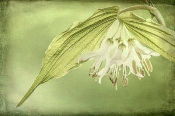 Close-Up Of Hooker's Fairy Bell Flowers | Obraz na stenu