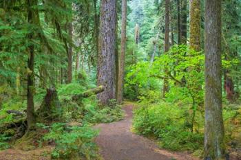 Trail Through An Old Growth Forest, Washington State | Obraz na stenu