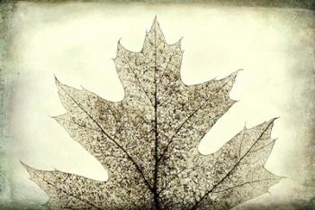 Oak Leaf Abstract | Obraz na stenu