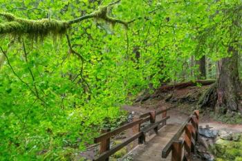 Bridge Along The Sol Duc River Trail, Washington State | Obraz na stenu