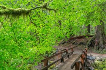 Bridge Along The Sol Duc River Trail, Washington State | Obraz na stenu