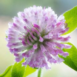 Clover Blossom Flowers | Obraz na stenu