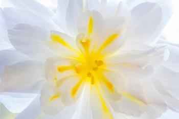 Close-Up Of A Begonia Blossom | Obraz na stenu