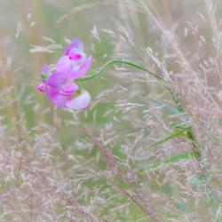 Sweet Pea Blossoms In A Meadow | Obraz na stenu