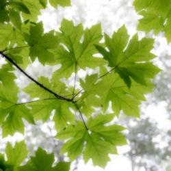 Big Leaf Maples In Summer | Obraz na stenu