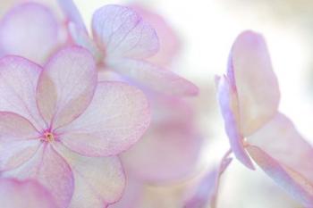 Close-Up Of Soft Pink Hydrangea Flower | Obraz na stenu