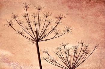 Silhouette Of Queen Anne's Lace Plants | Obraz na stenu