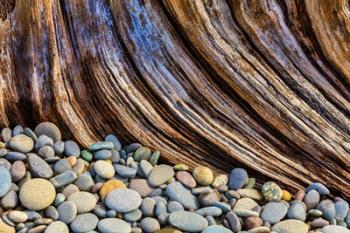 Beach Rocks And Driftwood | Obraz na stenu