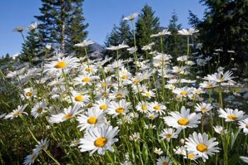 Scenic View Of Oxeye Daisies | Obraz na stenu