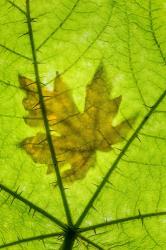 Big Leaf Maple On A Devil's Club Leaf | Obraz na stenu