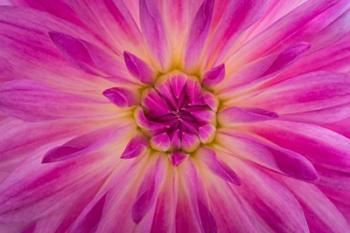 Bright Pink Dahlia Blossom Detail | Obraz na stenu