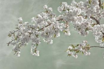 Cherry Tree Blossoms In Spring, Seabeck, Washington State | Obraz na stenu
