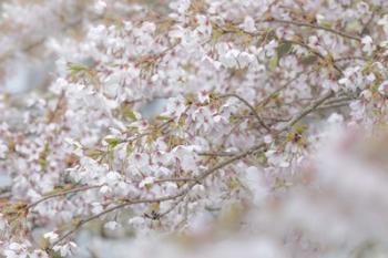 Cherry Tree Blossoms, Seabeck, Washington State | Obraz na stenu