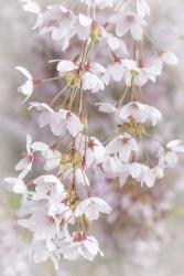 Cherry Tree Blossoms Close-Up, Seabeck, Washington State | Obraz na stenu
