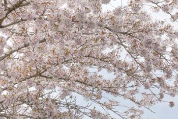 Cherry Tree Blossoms, Washington State | Obraz na stenu