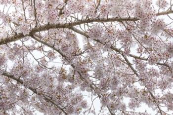 Cherry Tree Blossoms, Seabeck, Washington State | Obraz na stenu