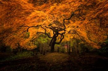 Japanese Maple In Kubota Gardens Park | Obraz na stenu