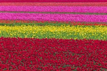 Row Patterns Of Tulips | Obraz na stenu