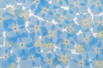 Layout Of Hydrangea Blossoms | Obraz na stenu