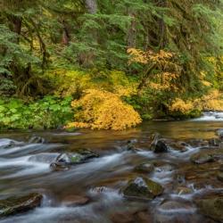 Vine Maples And Sol Duc River In Autumn | Obraz na stenu