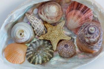 Collection Of Pacific Northwest Seashells | Obraz na stenu