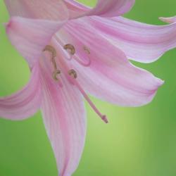 Lily Blossoms Close-Up | Obraz na stenu