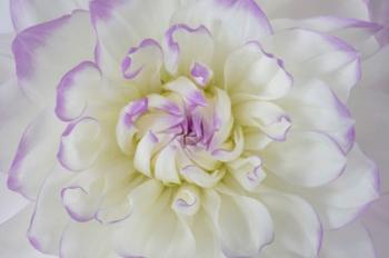 Dahlia Blossom Close-Up | Obraz na stenu