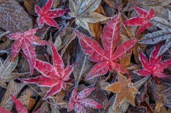 Frosty Leaves In Autumn | Obraz na stenu