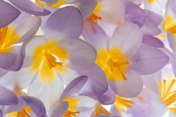 Spring Crocus Flowers Close-Up | Obraz na stenu