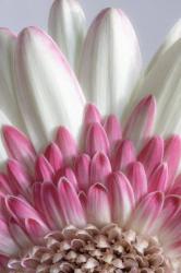 Gerbera Daisy Flower Close-Up | Obraz na stenu