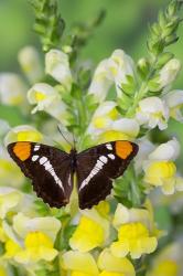 California Sister Butterfly On Yellow And White Snapdragon Flowers | Obraz na stenu