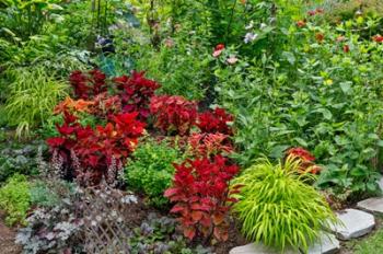 Summer Flowers And Coleus Plants In Bronze And Reds, Sammamish, Washington State | Obraz na stenu