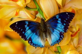 Charaxes Smaragdalis Butterfly On Large Golden Cymbidium Orchid | Obraz na stenu