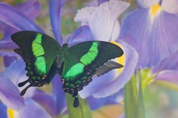 Green Swallowtail Butterfly, Papilio Palinurus Daedalus, In Reflection With Dutch Iris | Obraz na stenu