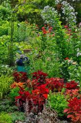 Garden Summer Flowers And Coleus Plants In Bronze And Reds, Sammamish, Washington State | Obraz na stenu