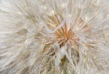 Seedhead Of Yellow Salsify, Eastern Washington | Obraz na stenu