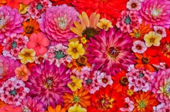 Flower Pattern With Large Group Of Flowers, Sammamish, Washington State | Obraz na stenu