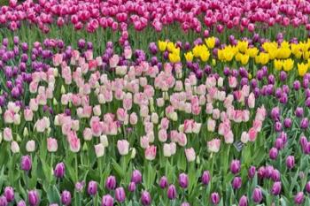 Spring Tulip Garden In Full Bloom | Obraz na stenu