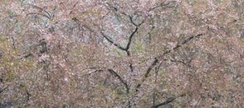 Cherry Trees Blooming During Spring | Obraz na stenu