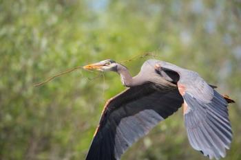 Great Blue Heron (Ardea herodias) with branch in bill, Washington | Obraz na stenu