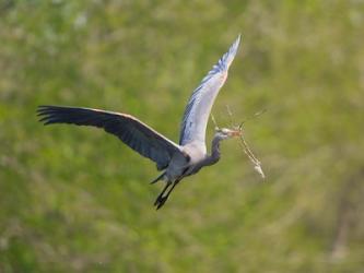 Washington Great Blue Heron flies with branch in its bill | Obraz na stenu