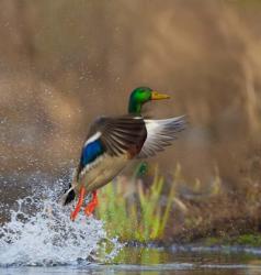 Mallard Duck Takes Flight Off Lake Washington | Obraz na stenu