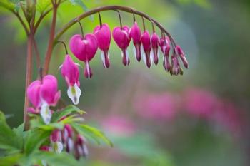 Row Of Bleeding Heart Flowers | Obraz na stenu