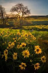 Arrowleaf Balsamroot Wildflowers At Columbia Hills State Park | Obraz na stenu