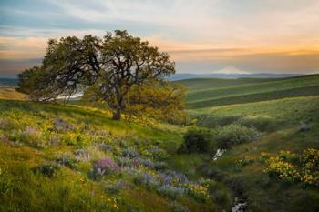 An Oak Tree At Columbia Hills State Park | Obraz na stenu